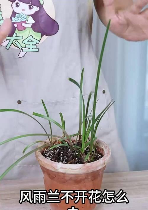 如何正确给风雨兰浇水？浇水方法有哪些？