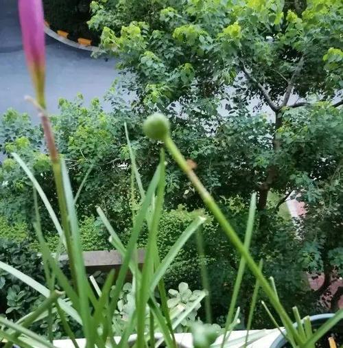 如何正确给风雨兰浇水？浇水方法有哪些？