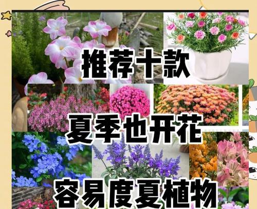 如何正确给风雨兰浇水？浇水方法有哪些？