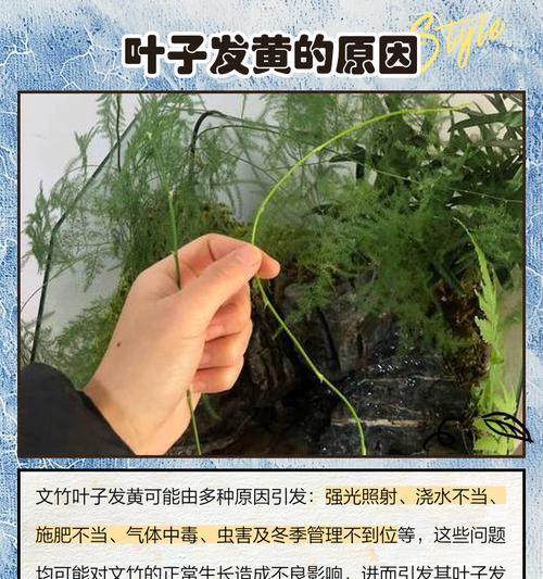 文竹夏季叶子发黄的原因是什么？