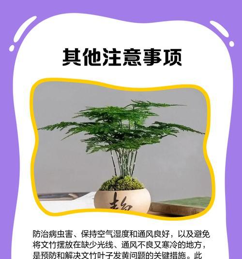 文竹夏季叶子发黄的原因是什么？