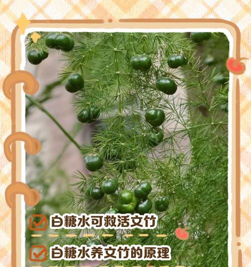 文竹夏季叶子发黄的原因是什么？