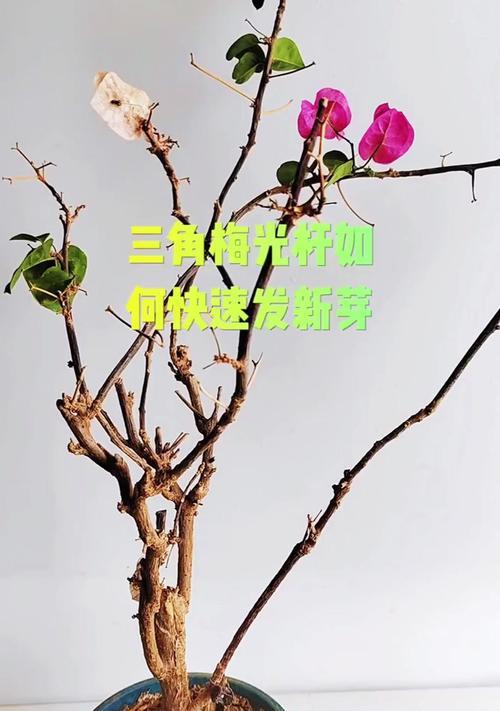 三角梅两杆造型的技巧有哪些？