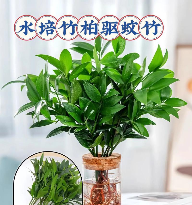 四季常青的观赏植物有哪些推荐？