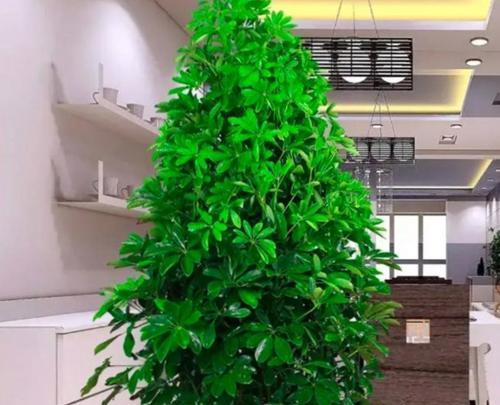 四季常青的观赏植物有哪些推荐？