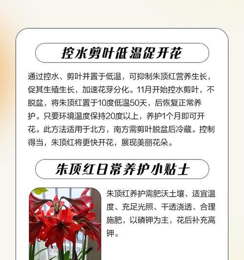 朱顶红何时剪下作为切花最佳？如何保持新鲜度？
