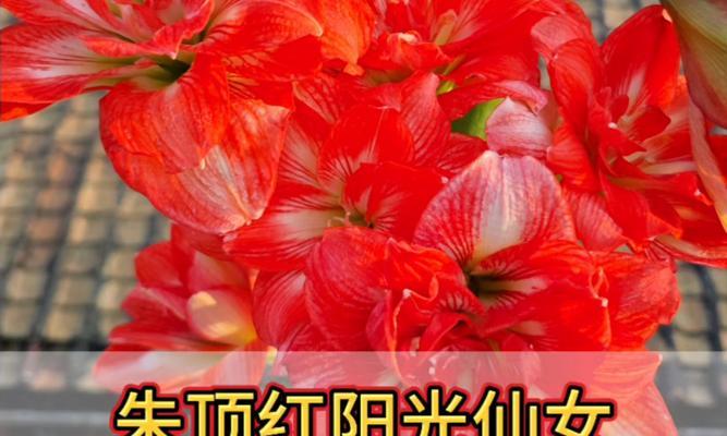 朱顶红何时剪下作为切花最佳？如何保持新鲜度？