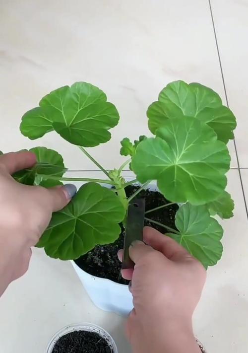 ai天竺葵怎么养？有哪些注意事项？