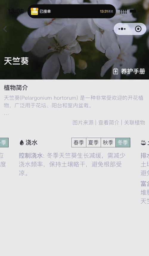 ai天竺葵怎么养？有哪些注意事项？