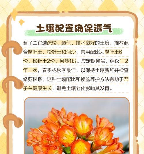 君子兰养护阳光怎么养？光照管理的要点是什么？