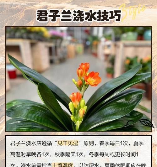 君子兰养护阳光怎么养？光照管理的要点是什么？
