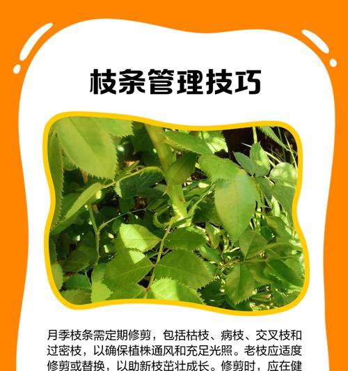月季移栽叶子枯萎怎么修剪？移栽后叶子枯萎的修剪方法是什么？