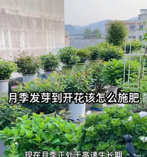 月季花摘来后如何正确种植？
