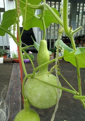 豆丁葫芦叶子发黄的解决方法有哪些？