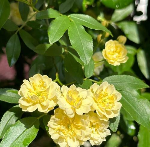 月季花摘来后如何正确种植？