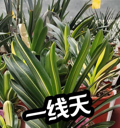 君子兰一根多支怎么养？