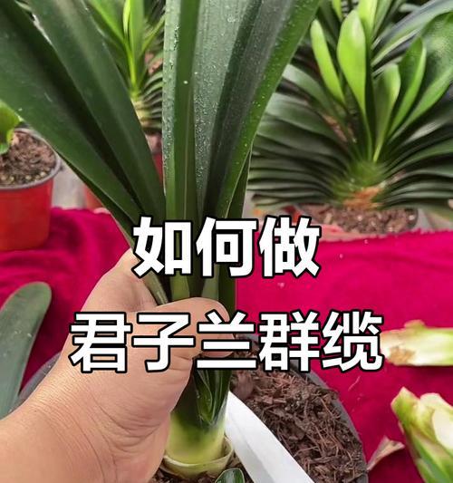 如何打造美观的大君子兰造型？