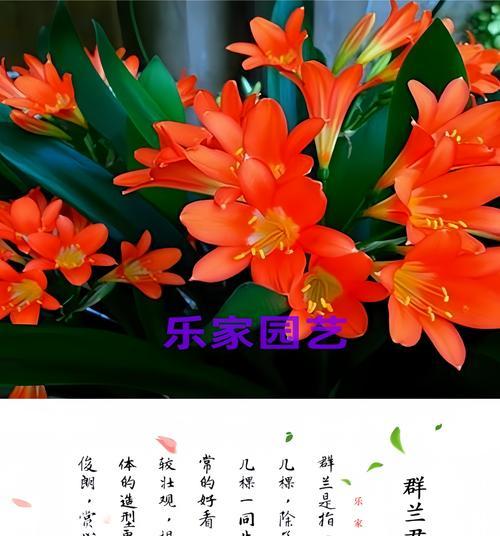 如何打造美观的大君子兰造型？