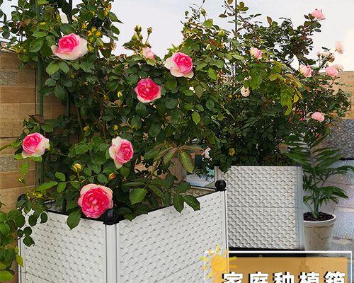 秋天砍头君子兰的最佳时机和方法是什么？