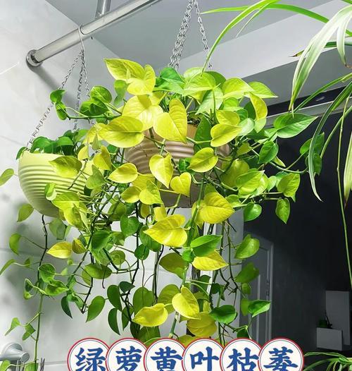 叶子观赏植物适合哪些肥料？