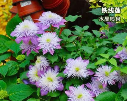 铁线莲大苗根能活吗怎么养？有哪些养护技巧？