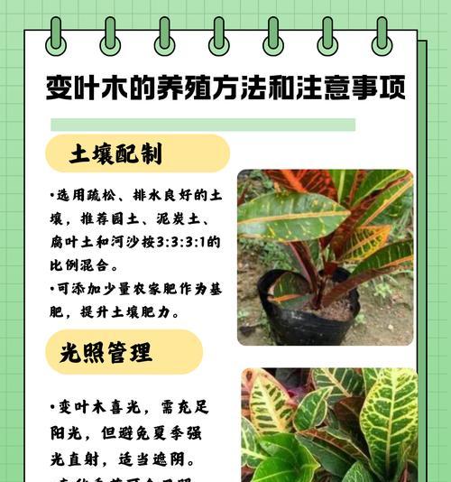 自制肥料土壤的制作步骤是什么？