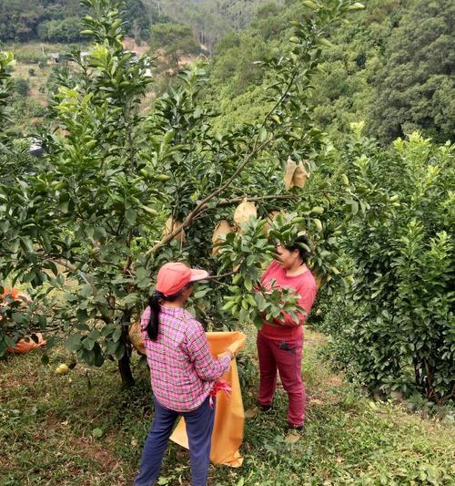 柚类植物栽培技术包含哪些要点？