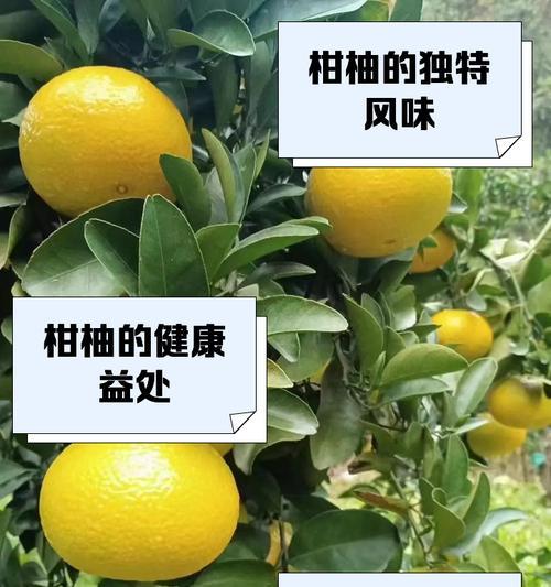 柚类植物栽培技术包含哪些要点？