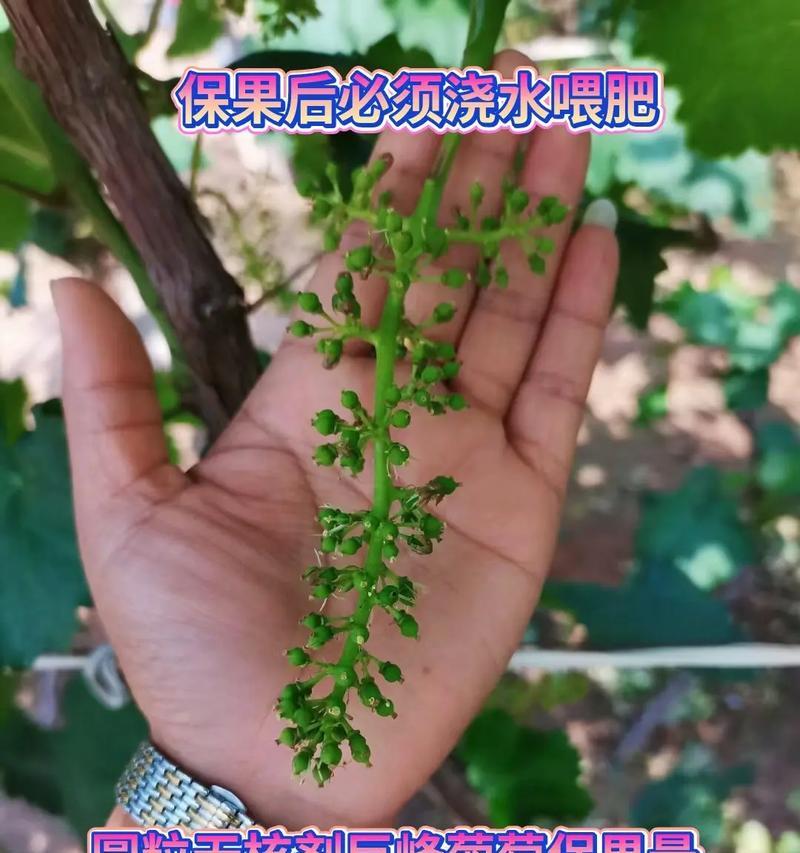 红龙果种植方法什么时候浇水？如何掌握正确的浇水时机？