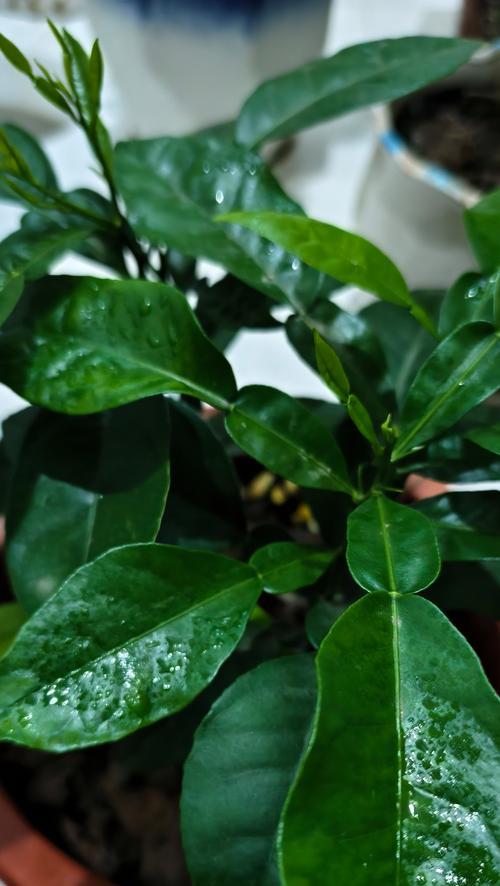 柚类植物栽培技术包含哪些要点？
