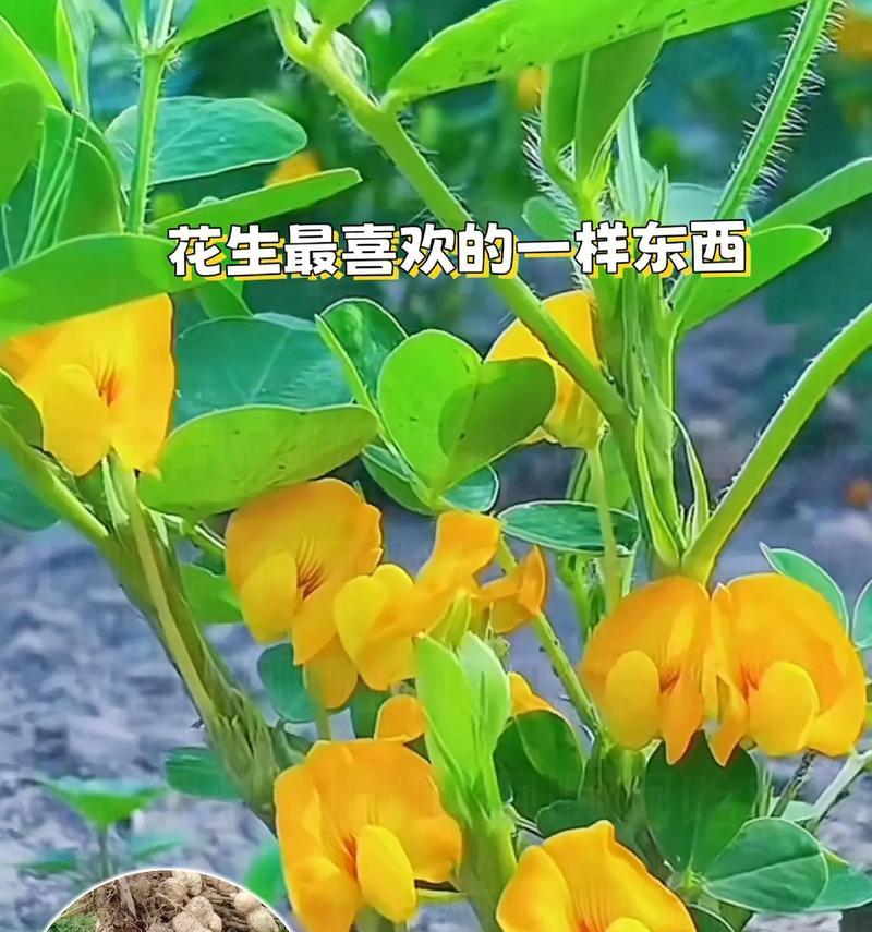 哪些花是通过播种种子来种植的？