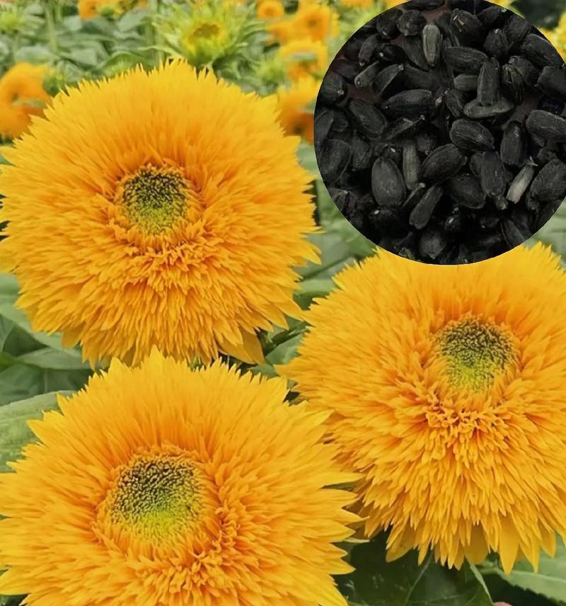 哪些花是通过播种种子来种植的？