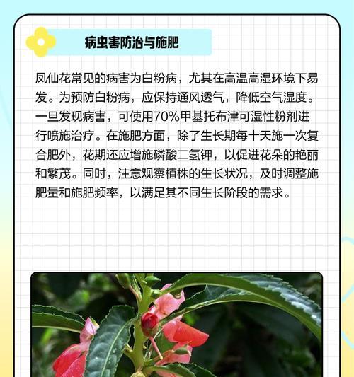 哪些花是通过播种种子来种植的？