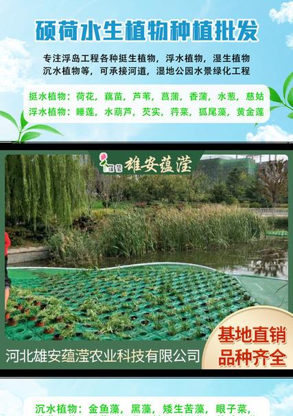 平顶山适合种植哪些水生植物？