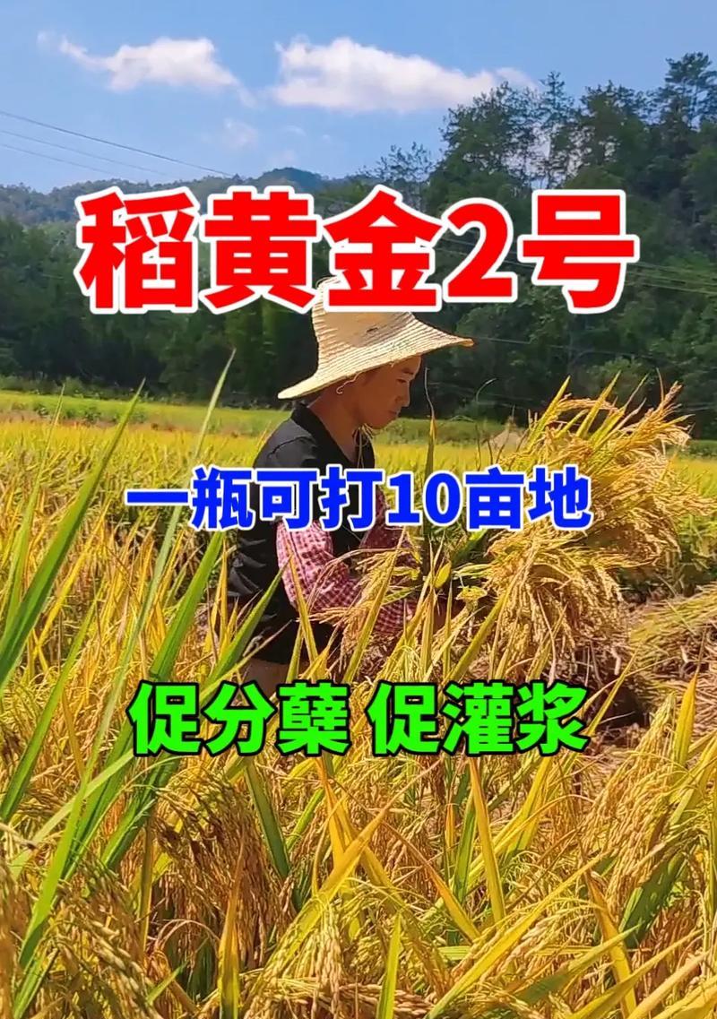 晚季水稻最晚播种时间是什么时候？