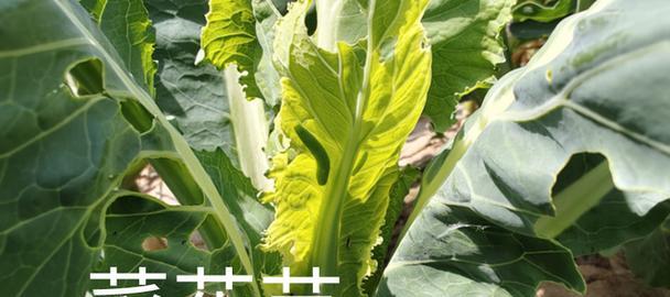 菜花苗叶子发黄的补救措施是什么？