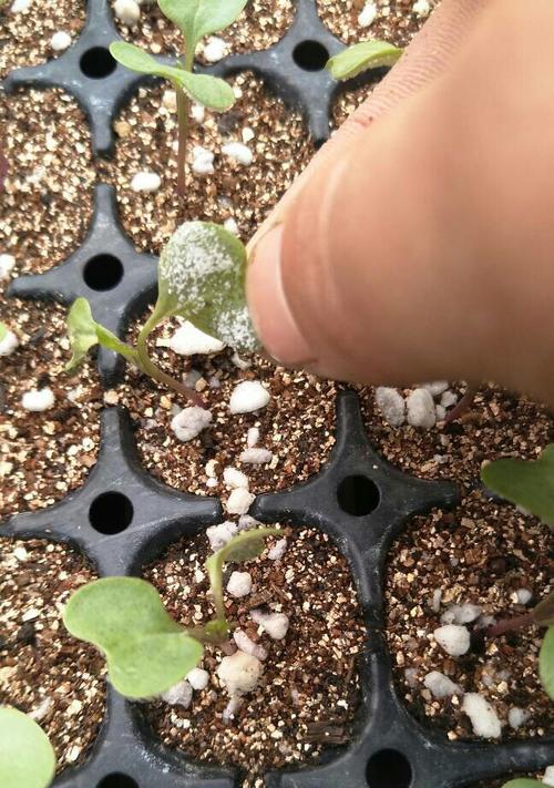 菜花苗叶子发黄的补救措施是什么？