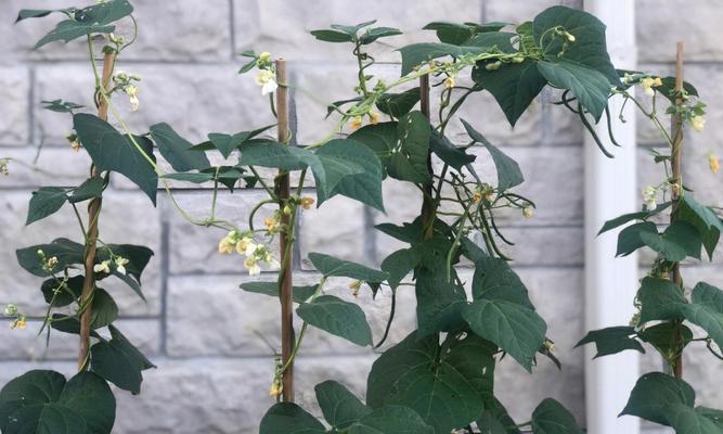 菜花苗叶子发黄的补救措施是什么？
