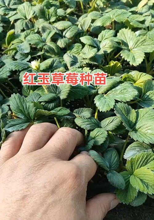 红翡翠的栽培技术有哪些？
