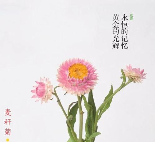 麦秆菊播种和开花时间是什么时候？