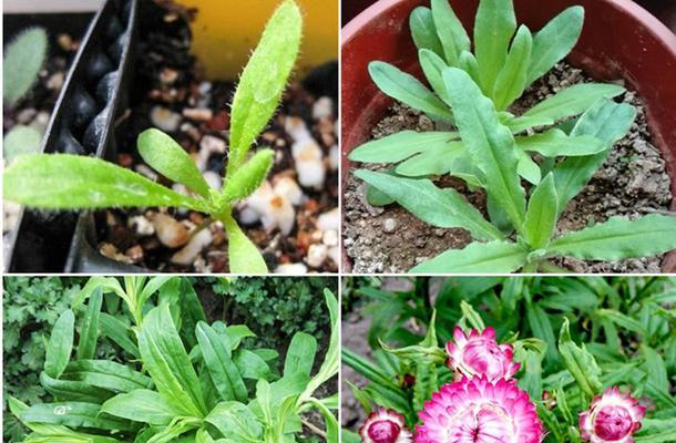 麦秆菊播种和开花时间是什么时候？