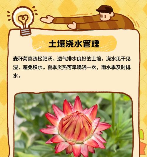 麦秆菊播种和开花时间是什么时候？