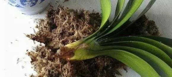 君子兰水苔覆盖如何处理？正确养护方法是什么？