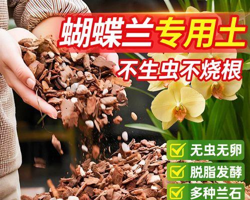 君子兰水苔覆盖如何处理？正确养护方法是什么？