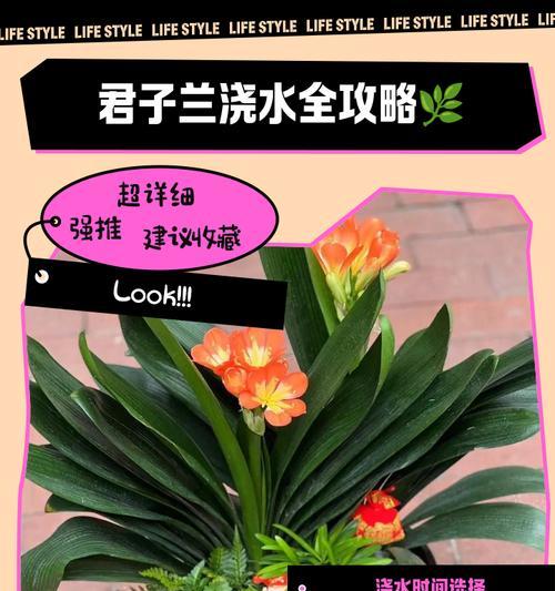 君子兰水苔覆盖如何处理？正确养护方法是什么？