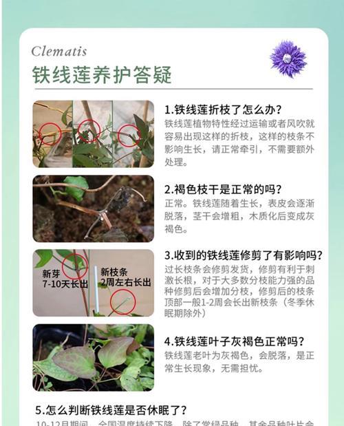 如何判断铁线莲根系的强弱？