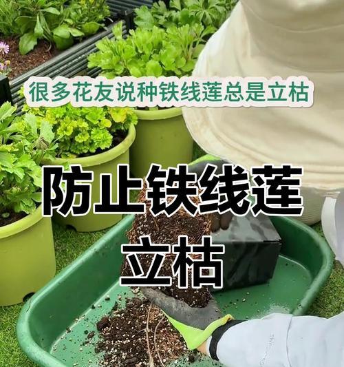 如何判断铁线莲根系的强弱？