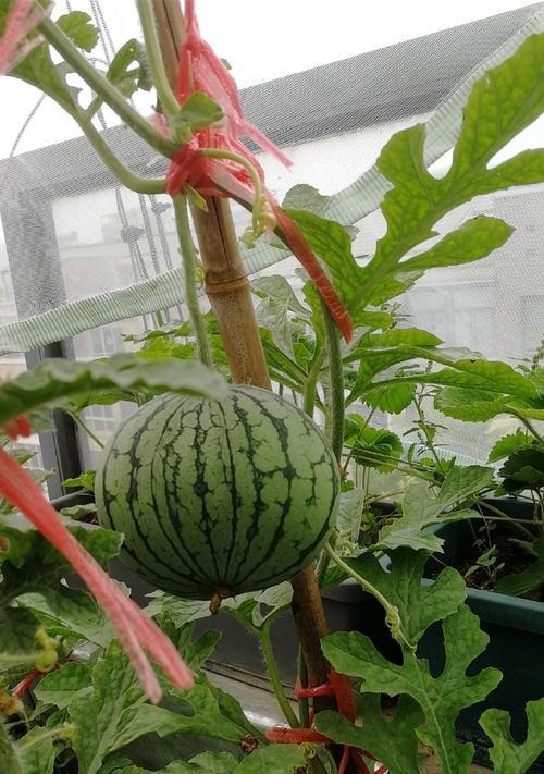 露台上适合种植哪些西瓜品种？