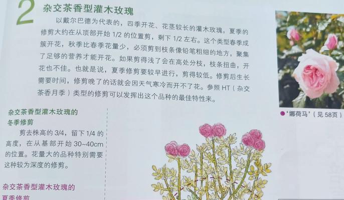 月季独苗的正确修剪方法是什么？