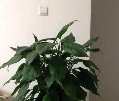 万年青叶子发黄的快速补救方法是什么？